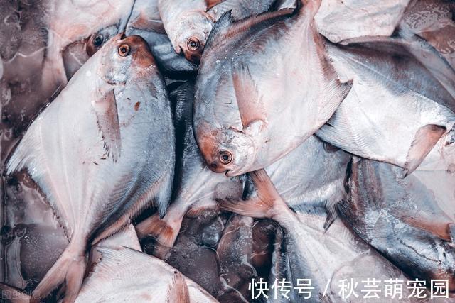 鱼肉|如果你喜欢吃鱼，来认认这3种鱼，体内“暗含”有害物，要少吃了