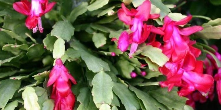 养花换盆时，多“加”1物，花卉“10年”不烂根，叶子绿，开花多