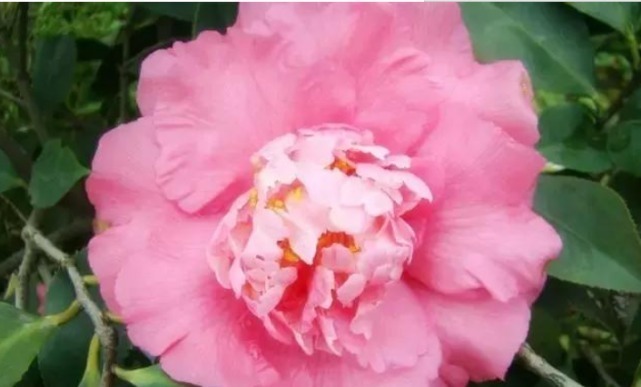 1种花,比牡丹还美,比绿萝还好养,棵棵开满枝头!