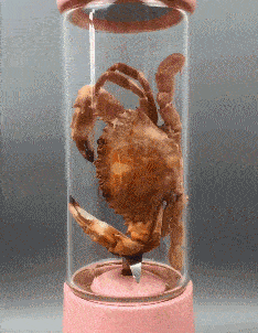 |搞笑GIF:看什么看?赶紧来救我,真装不下去了