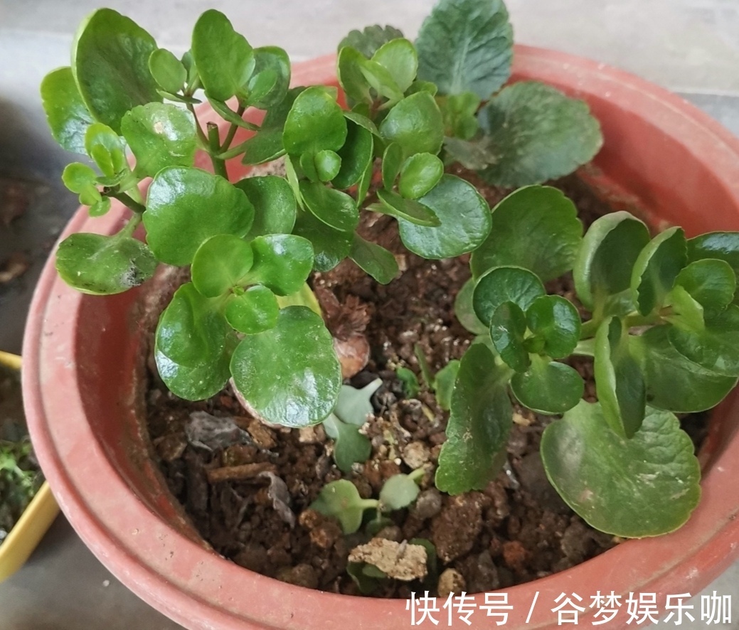 6月养长寿花,讲究“3少1多”,做到这几点,长得旺状态好