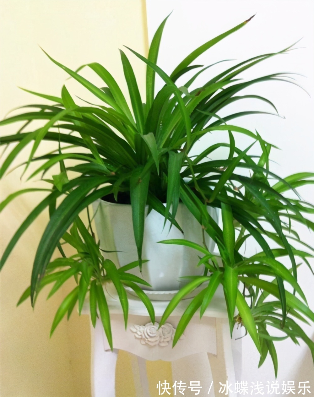 新房净化空气5种花不容错过，好养活，吸收有害气体能力强