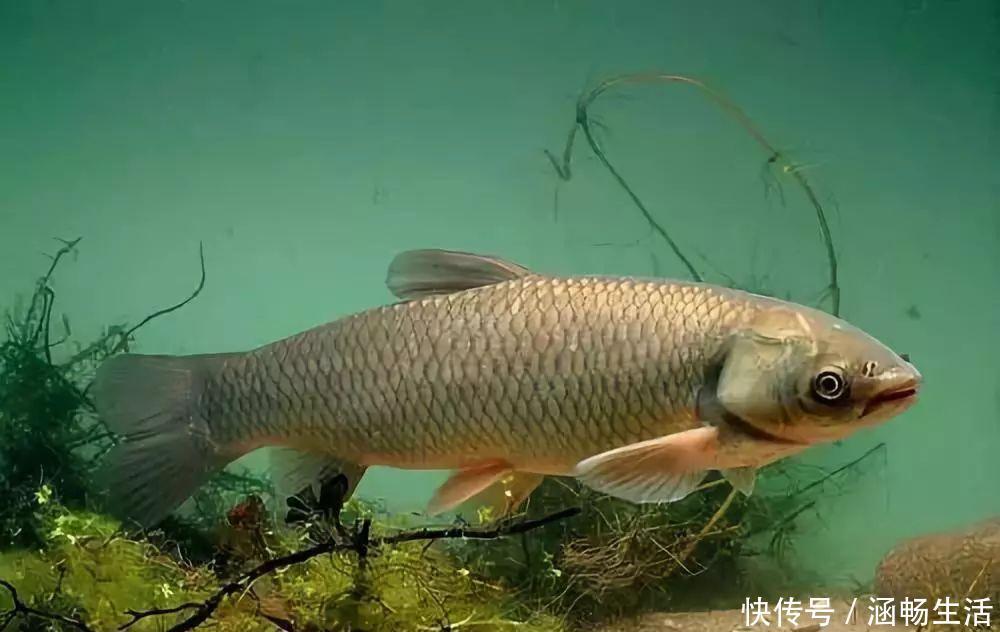 钓底|钓鱼必须鱼钩必须躺底打破传统方式,钓底钓浮都上鱼