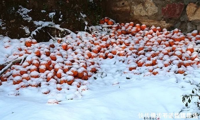 柿饼|一方水土：这条沟的柿子一直不摘，雪打红柿特别美