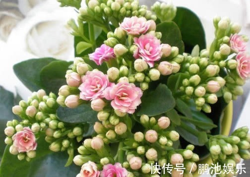 花盆|长寿花漂亮又艳丽,教你3个盆栽长寿花的小妙招,长的越来越旺盛