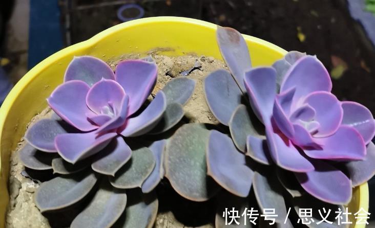 花土|多注意这3点,盆栽多肉紫珍珠,夏季茎叶根不化水腐烂