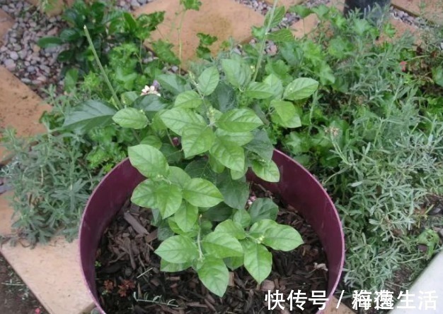条件|茉莉盆栽开花少,别怪人不争气,没满足这些条件,谁养都一样