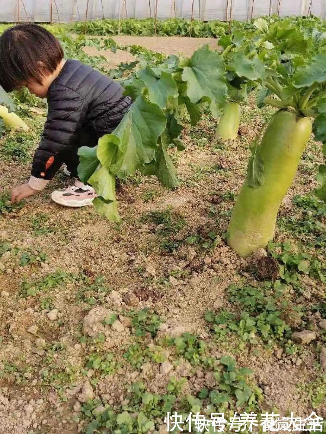 叶子|人参萝卜开花了,我种的花,都是这么奇奇怪怪