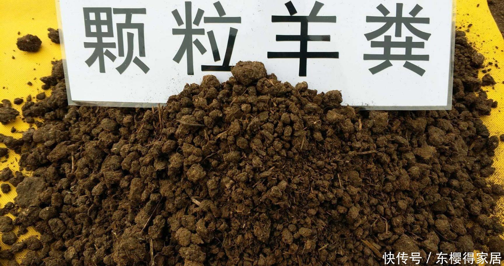 发酵|养花最好的“有机肥”,原来是粪球球,什么植物都能用,养啥都旺