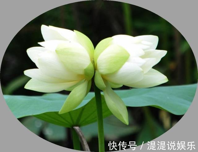 冬天|古代养花有“催花术”，土窖里烧点火，牡丹冬天都能开花