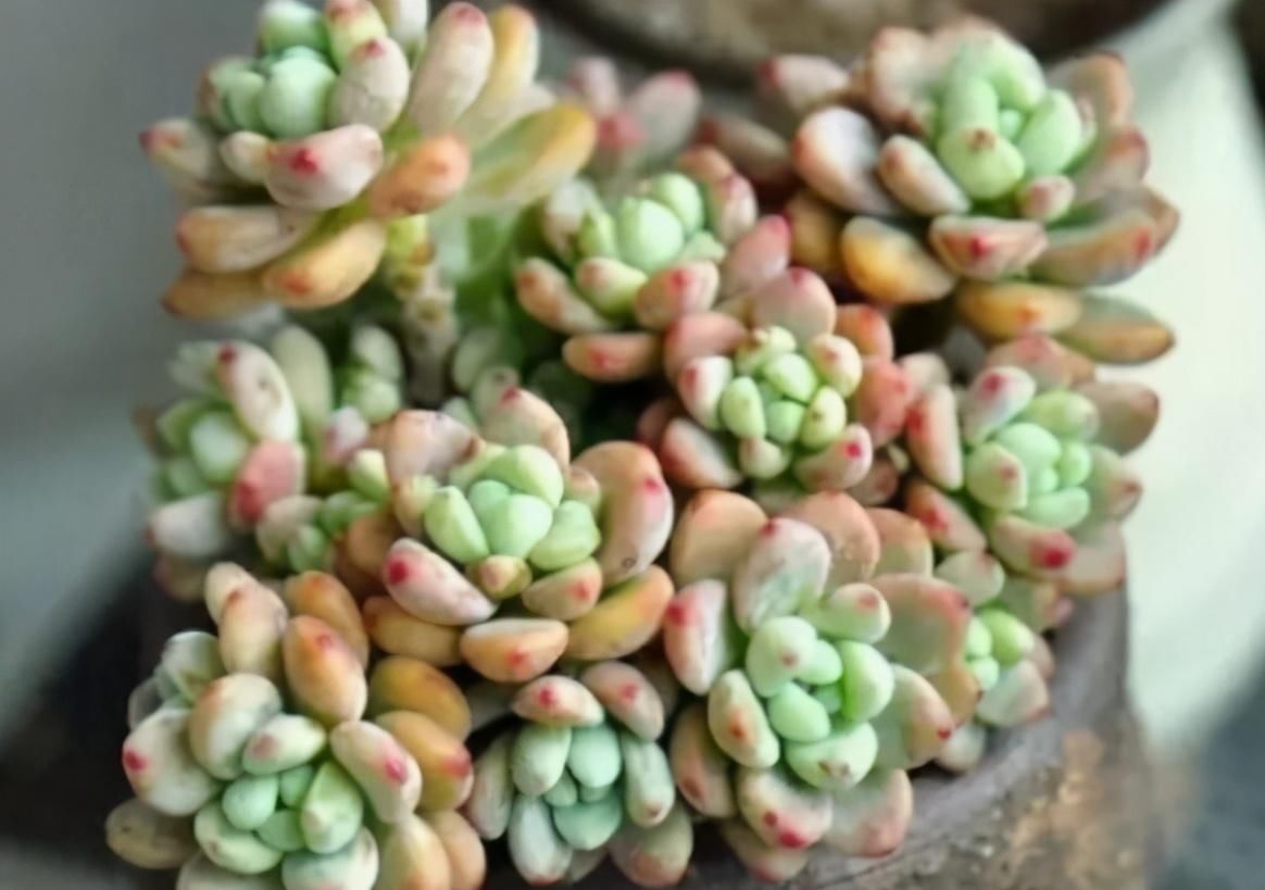 土壤|5种自带香味的多肉植物,真的很好闻