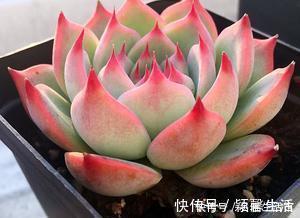 叶片|家里的多肉总是长不好?避开3个“陷进”,你可不要中招!