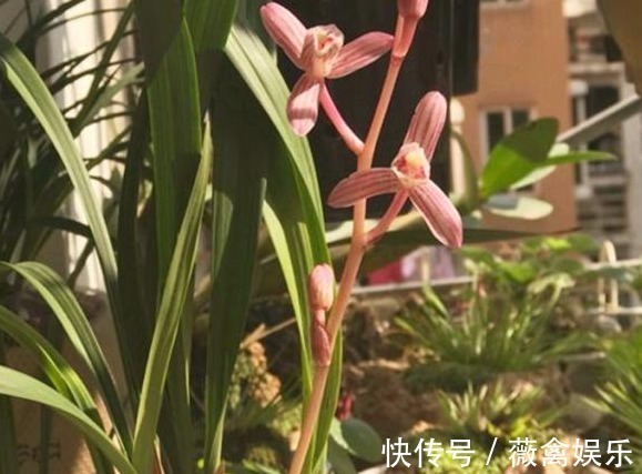 别总用“淘米水”了,给兰花用点“它”,轻轻松松花香四溢