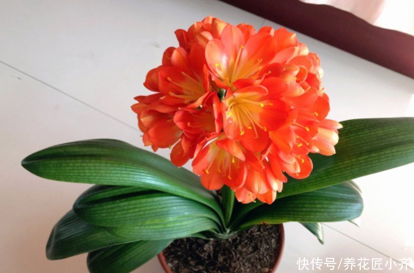 一个真正会养花的人，都有这3种“特征”，新手值得学习