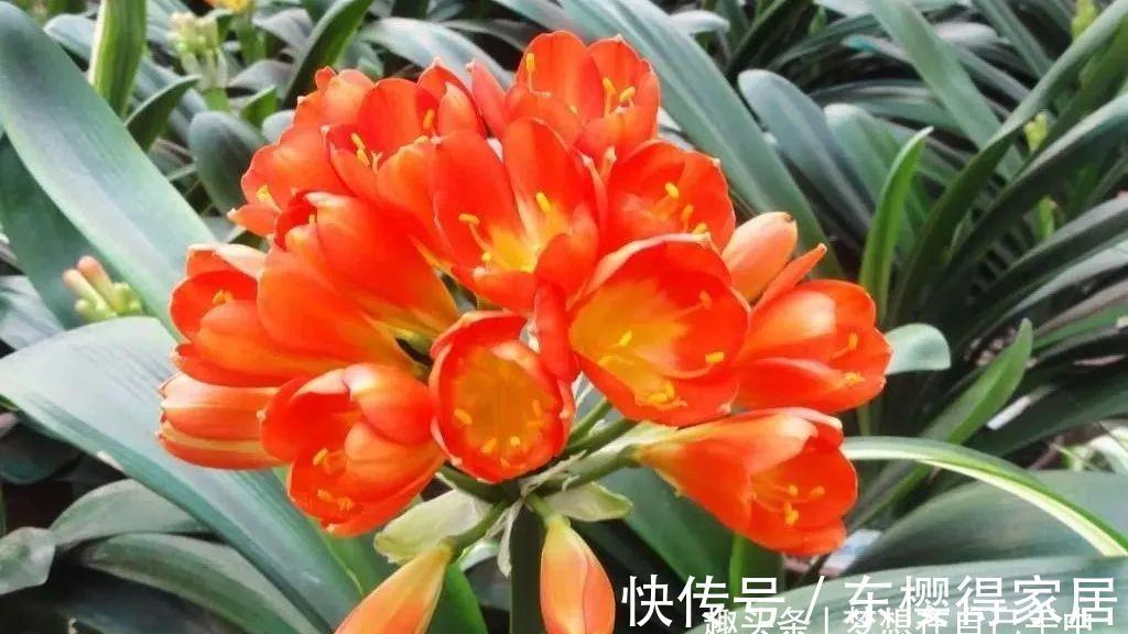 君子兰|九月养君子兰,三个位置补点水,“新叶稠密”单次绽放上百朵!