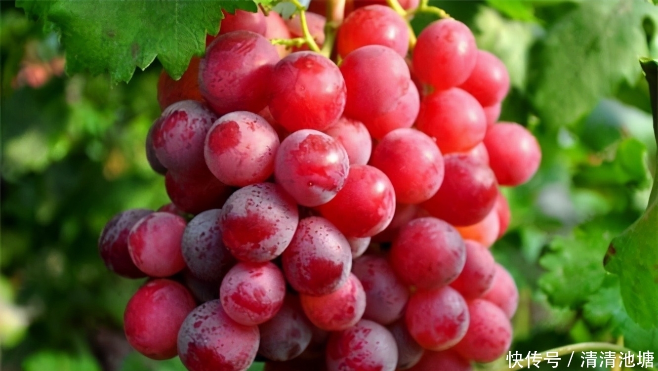 抗衰|会吃的人才健康,推荐吃几种食物,祛皱抗衰、延缓衰老,预防便秘