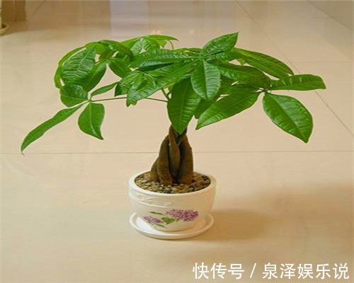 浇水|发财树叶片发黄怎么办关于发财树养护的3个要点，别说没提醒