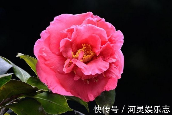 富婆命|“一辈子不缺男人”的4大生肖女,不缺钱不缺爱,典型的富婆命!
