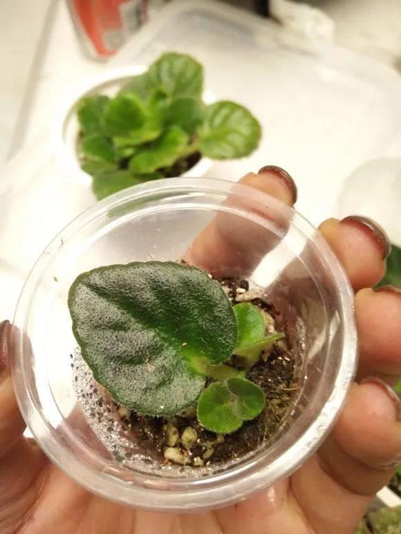 5种花现在插土里,下个月就开花,再热也不怕,别错过了