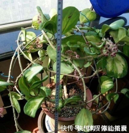 花卉|养花“嫌”住房没阳光,这4种花卉,适合阴凉处养护,同样能开花!