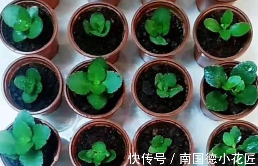 秋天|9月适合扦插繁殖,6种花容易生根,插上就能成活