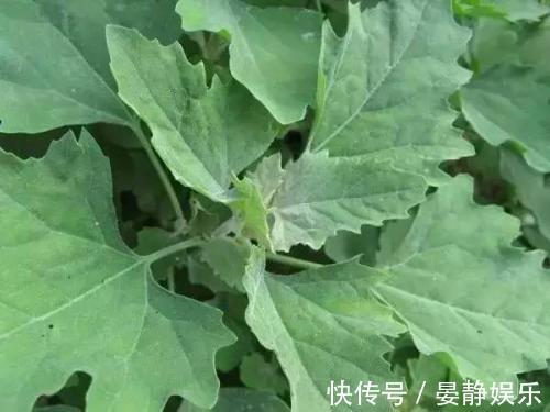 乳痛|养肝就是保命，3种野菜，养肝护肝，农村到处是宝，早了解早受益