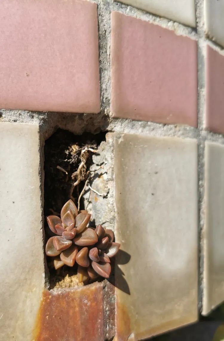 黛比|佛系养肉人生活明朗,多肉可爱,唯适者生存!