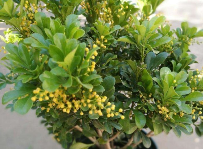 米兰开花少教你3个养护妙招，全年开花，轻松爆盆，花香满屋！