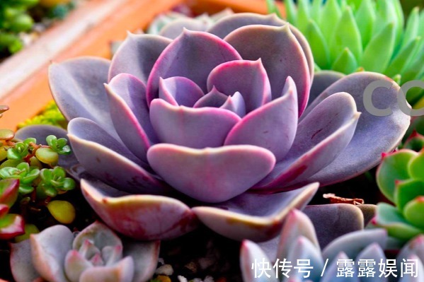 这些多肉植物有毒,不适合养在室内,赶紧记住它们的样子!