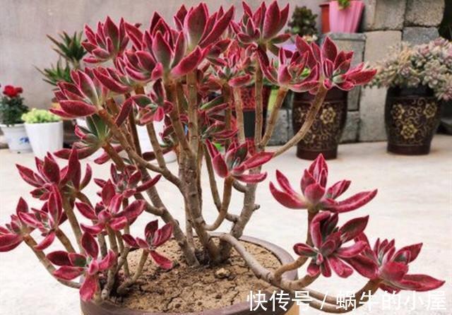 花盆|5种多肉适合养成精致的直立桩,搭配漂亮的花盆,像艺术品一样