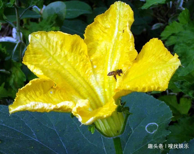 此花花色金黄,姿态优美的花朵还可作药食使用,寓意为寻找恋人