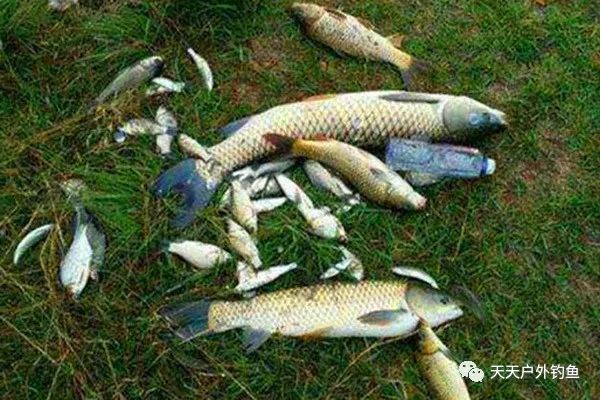 惊蛰过后开始钓大鱼,几个自制饵料配方,通杀鲫草鲤