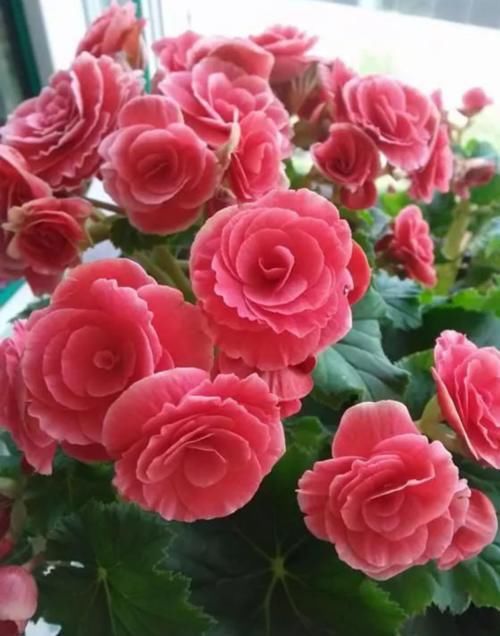 四种植物度夏难,春夏防护做得好,这个夏天轻松过