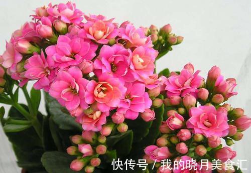 长寿花开花后这样管理,才能快速复壮