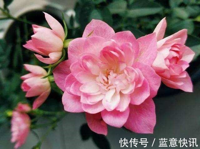 这花咋长的月季的身体却开出朵朵莲花,香气袭人太带劲!