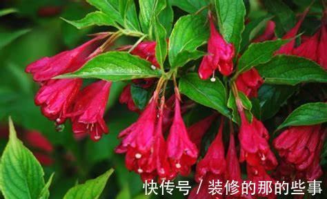 养花试试这几款,耐寒又耐旱,搭配篱笆栽培,特别迷人