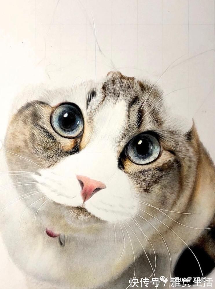 音海#超拟真动物画,每根毛发都这么细致,网友惊呼真假分不清