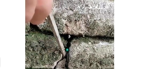 女子在砖缝里，撬出一个“弹珠”，经鉴定后高兴的跳了起来