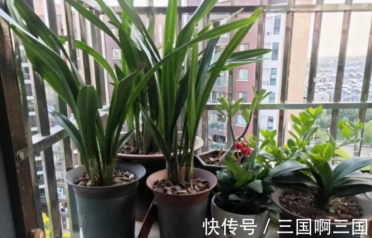 冬天冷,养花怕没精神,不如就盆栽这3样,抗冻又长得好