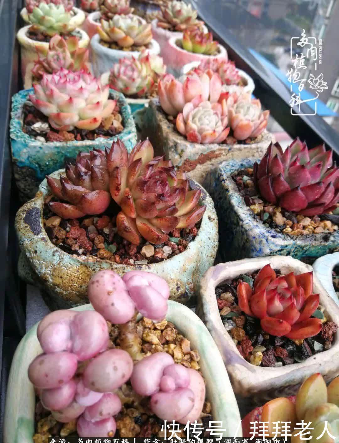 养多肉,我们到底养的是什么?