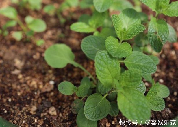 卧室长期放盆栽，失眠的人就选2种，好看又好养，净化效果好