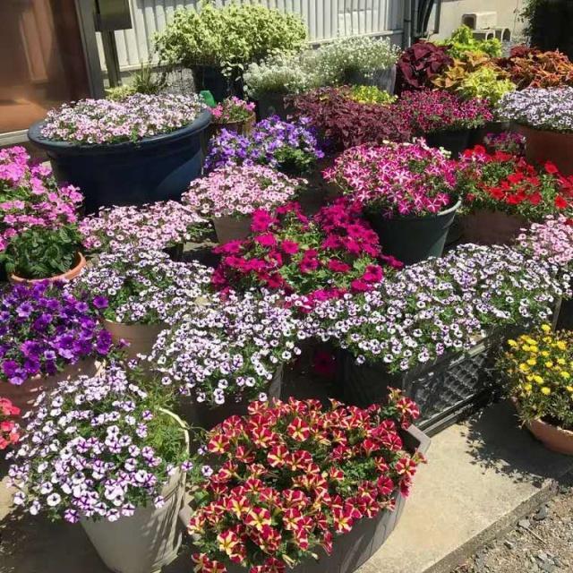 养花施肥小窍门记住“3个不要”，肥料用得少，花儿长得壮