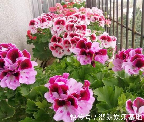 阳台上|封闭阳台养花，要“精挑细选”，选几种准没错，春夏秋冬花不断