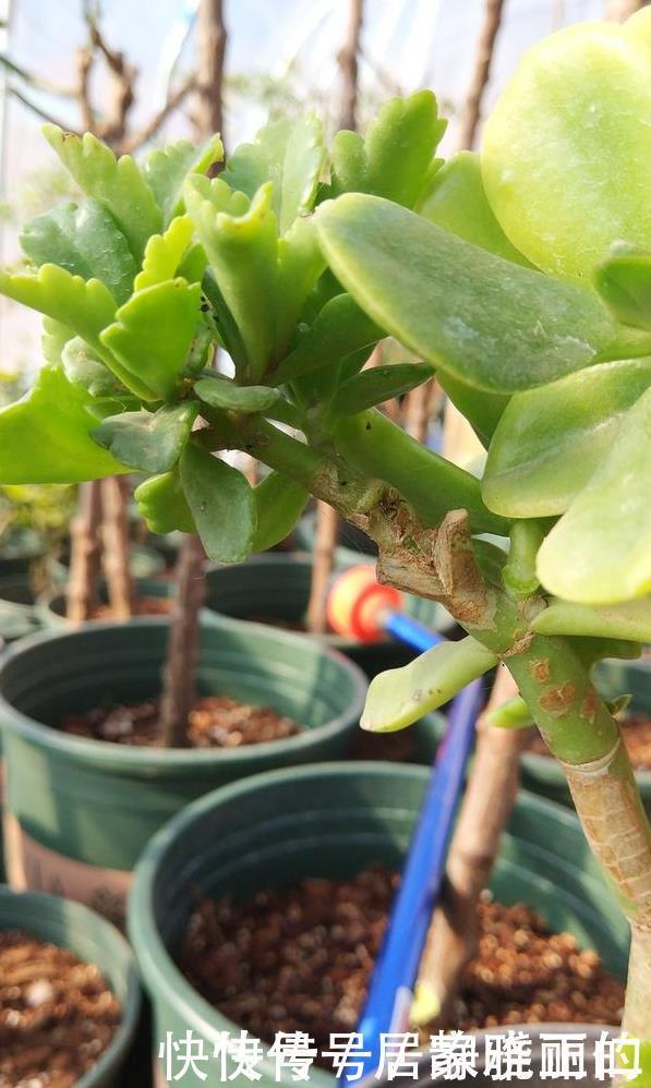 长寿花“嫁给”玉树不死鸟?注意3点,嫁的好,开花旺