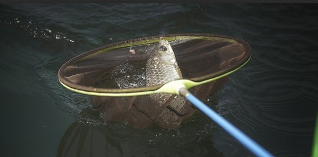 野钓|野钓必杀饵料,通杀青草鲤,大鱼一条接一条,拉杆到手臂疼