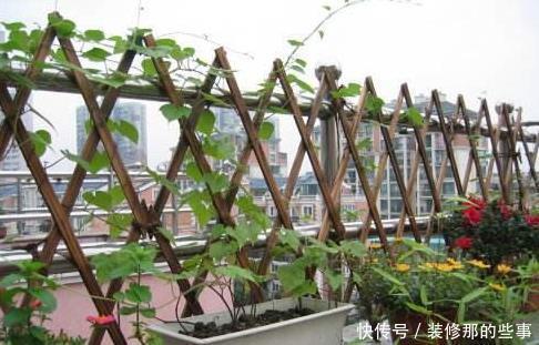 露台|有露台就种这三种花,生长速度快,遮阳好养漂亮,花儿开成瀑布