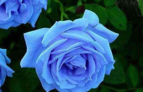 养花试试此几款,花朵小巧玲珑,幽香暗淡,花型圆滚惹人爱