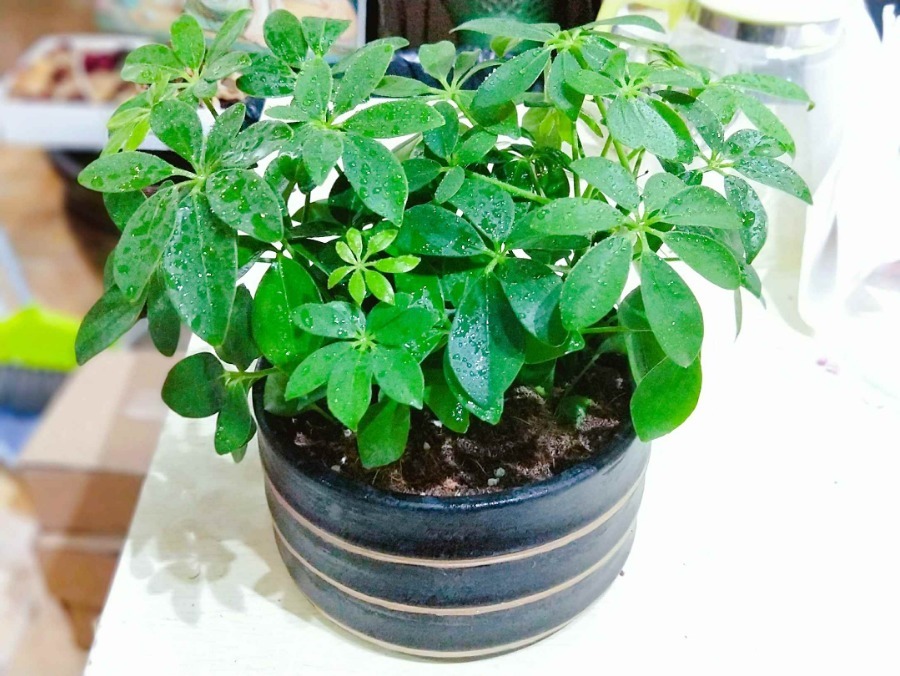 富人不再养花，只养三种树，越来越富的原因找到了，家人一生平安