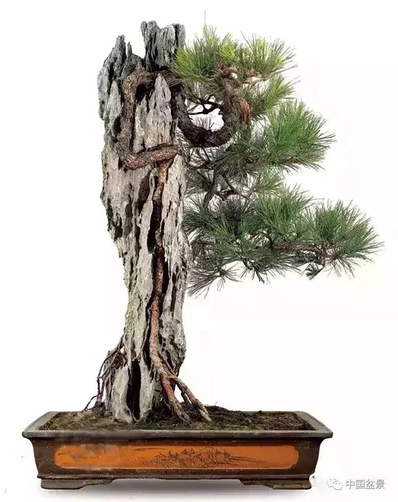 极品附石山松盆景,见过的人都忍不住竖起大拇指!
