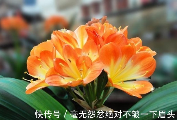 养君子兰只用1种土，不黄叶烂根，四季油绿，年年开花爆盆